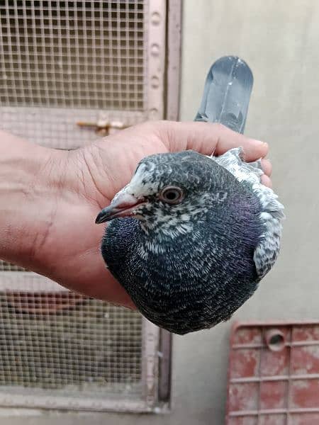 best baby pigeon for sale 9