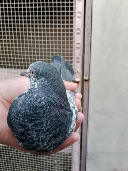 best baby pigeon for sale 10