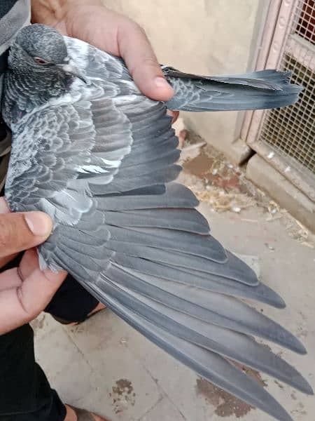 best baby pigeon for sale 11