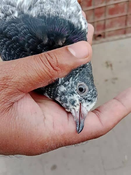 best baby pigeon for sale 12