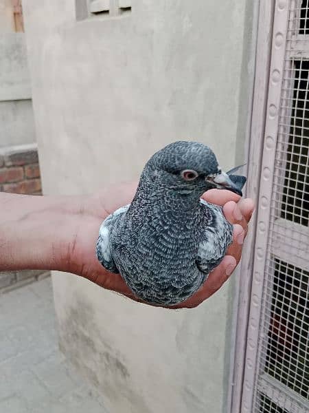 best baby pigeon for sale 13
