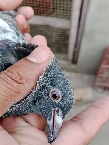 best baby pigeon for sale 14
