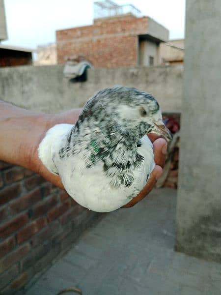 best baby pigeon for sale 15