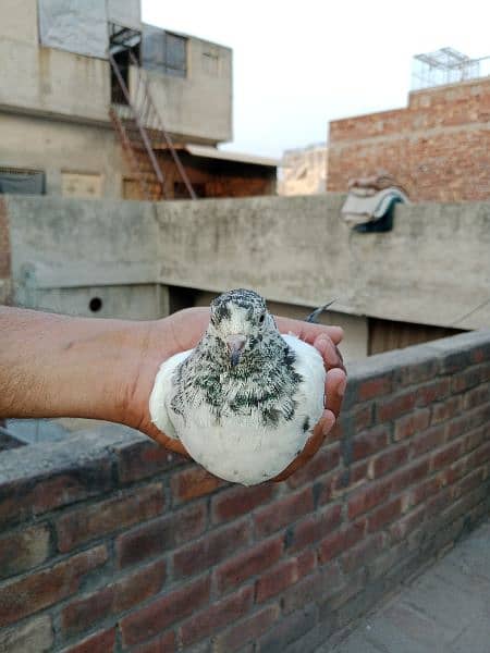 best baby pigeon for sale 16