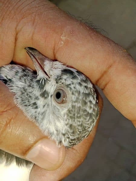 best baby pigeon for sale 17