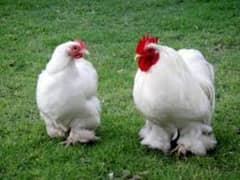 White Bantum chick and  fertail eggs Available