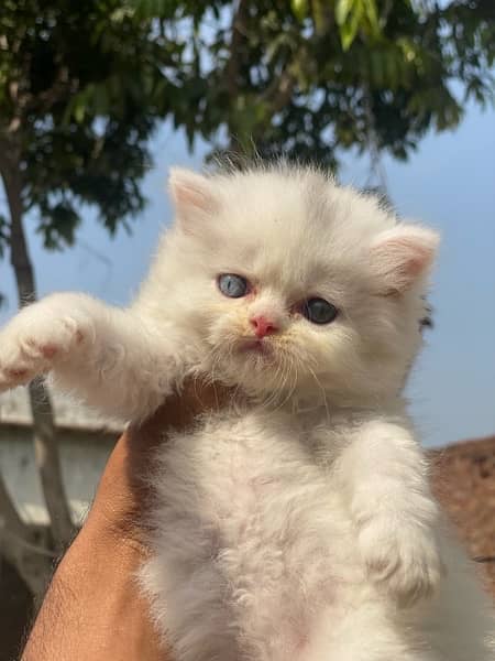 Healthy and active Blue eyes piki bloodline kittens 2