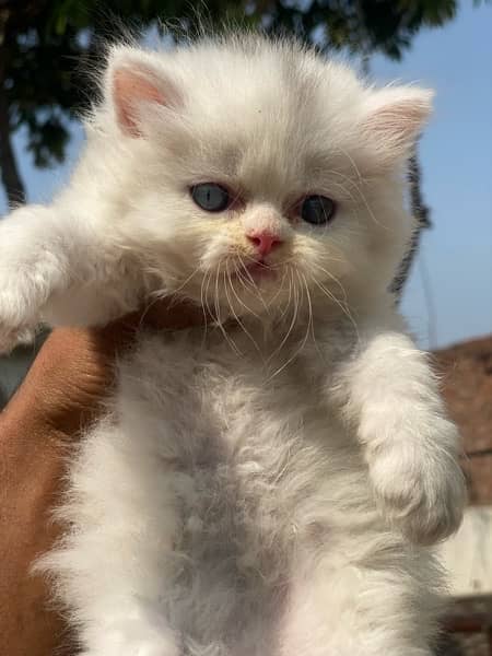 Healthy and active Blue eyes piki bloodline kittens 4