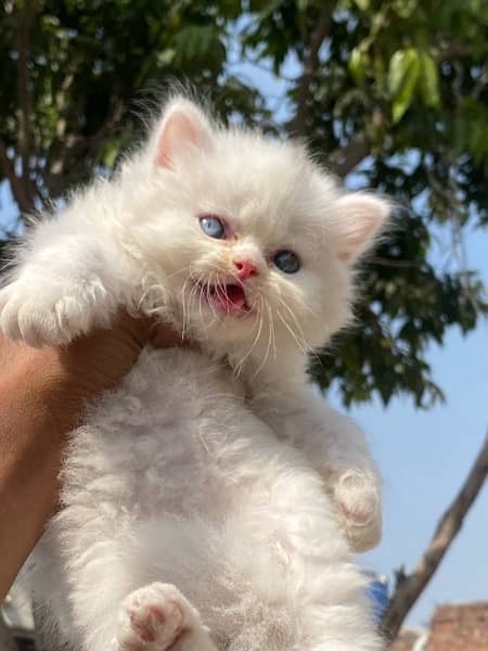 Healthy and active Blue eyes piki bloodline kittens 5