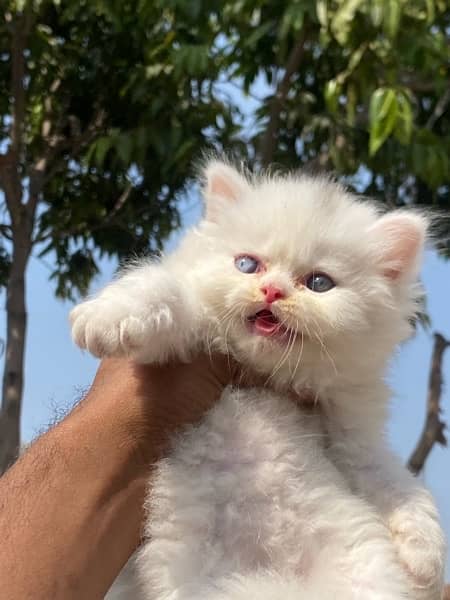 Healthy and active Blue eyes piki bloodline kittens 6