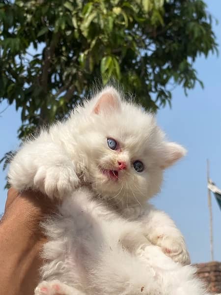 Healthy and active Blue eyes piki bloodline kittens 7