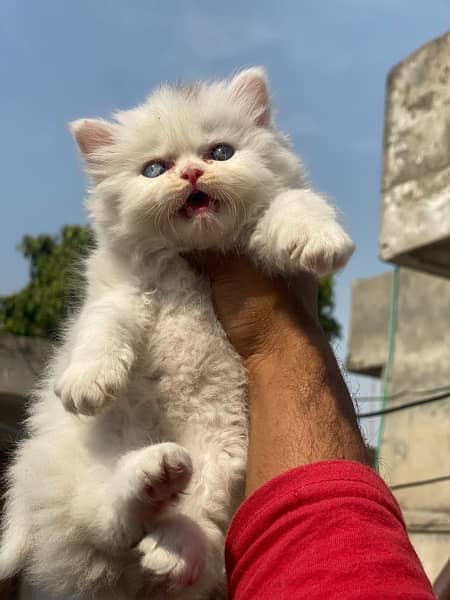 Healthy and active Blue eyes piki bloodline kittens 8