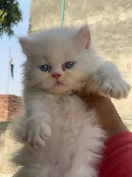 Healthy and active Blue eyes piki bloodline kittens 10