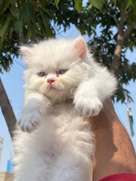 Healthy and active Blue eyes piki bloodline kittens 12