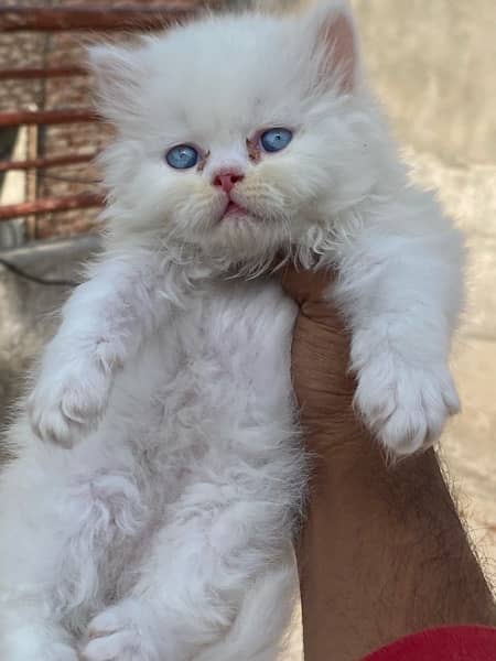 Healthy and active Blue eyes piki bloodline kittens 16