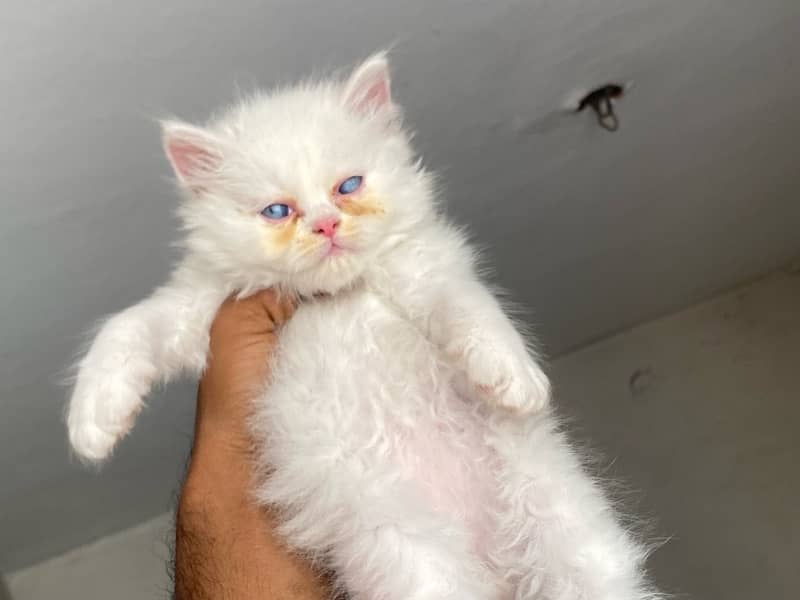 Healthy and active Blue eyes piki bloodline kittens 19