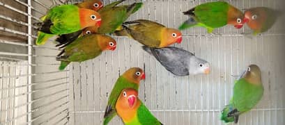 Dilute fisher, Black move, Green opline & Australian Parrots