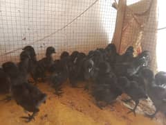 ayam Cemani eggs and chicks