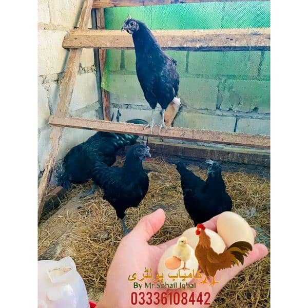 ayam Cemani eggs and chicks 4
