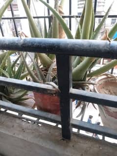 alovera plants available for sale 0