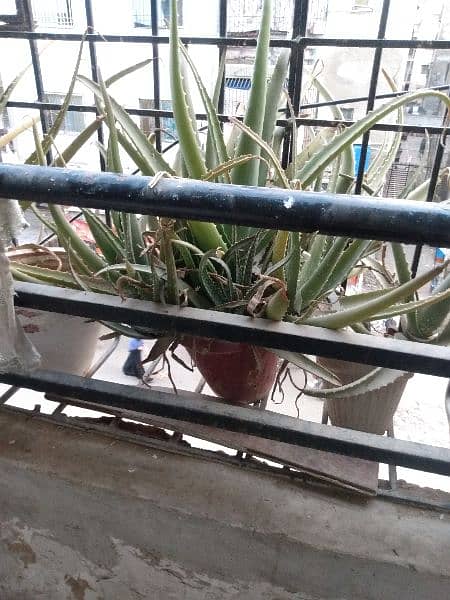 alovera plants available for sale 6