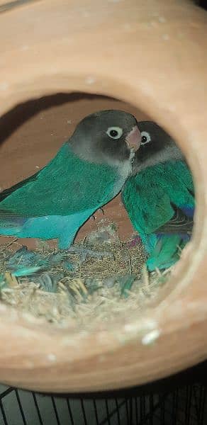 love bird blue mask breeder adult pair 1