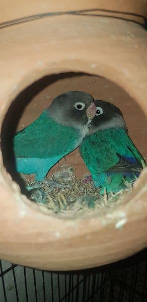 love bird blue mask breeder adult pair 2