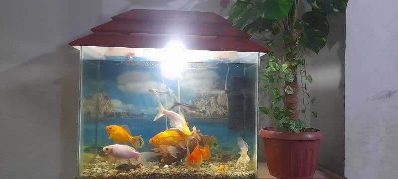 Aquarium with All Fishes 1