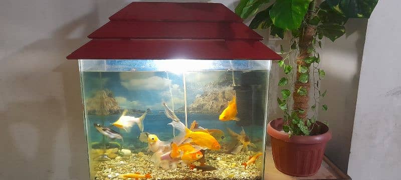 Aquarium with All Fishes 2