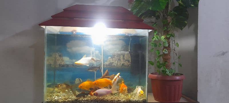 Aquarium with All Fishes 3