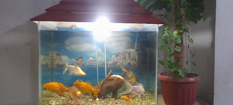 Aquarium with All Fishes 4