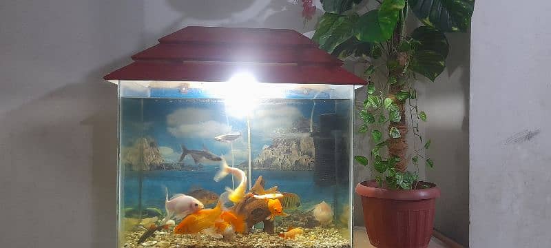 Aquarium with All Fishes 5