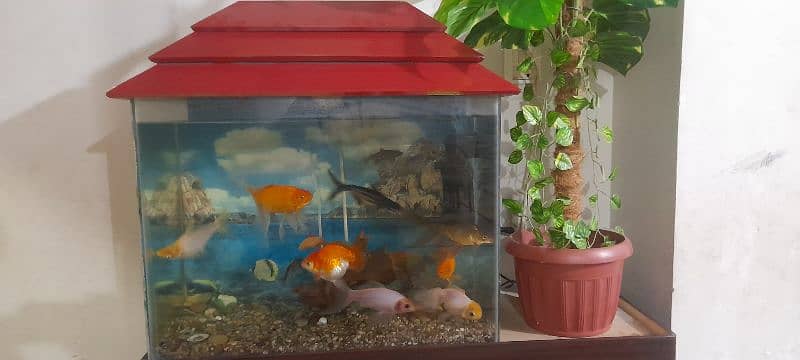 Aquarium with All Fishes 6