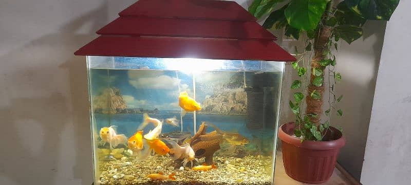 Aquarium with All Fishes 7
