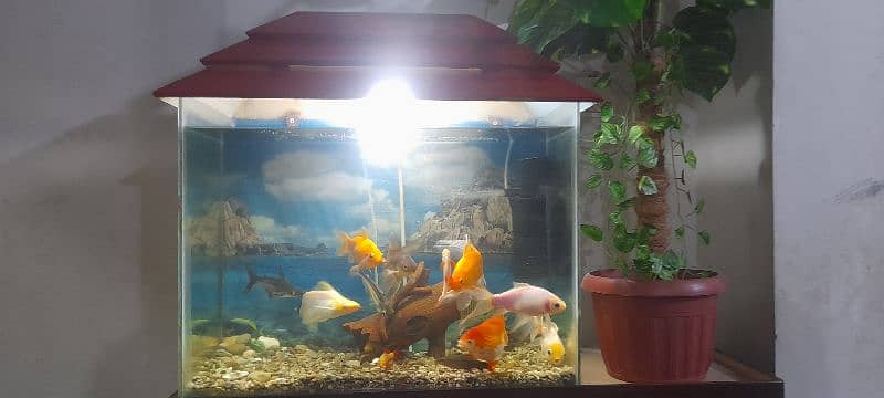 Aquarium with All Fishes 8