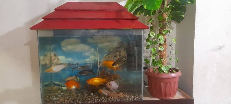 Aquarium with All Fishes 9