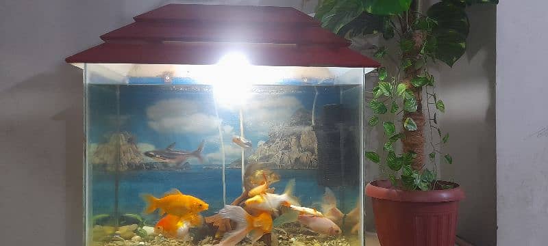 Aquarium with All Fishes 10