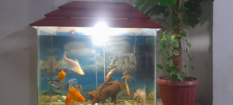 Aquarium with All Fishes 11