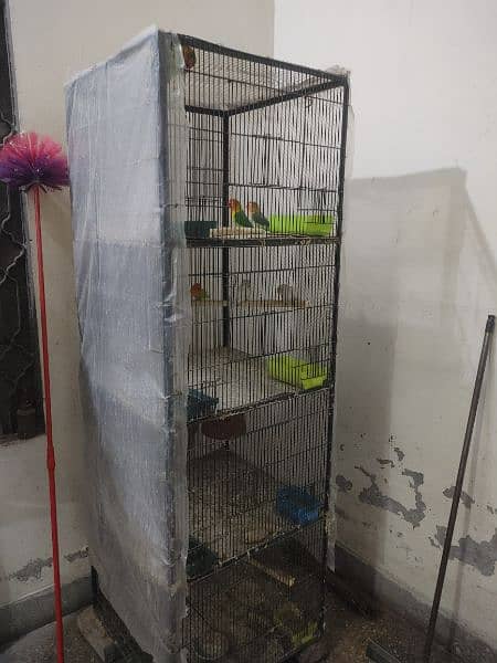 love Birds all setup for sale including cages 4