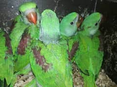 cute talking parrots