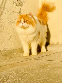 Persian Cats Female/Male 0
