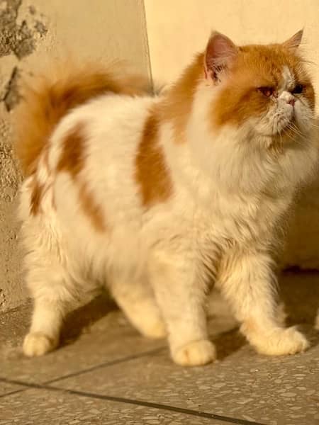 Persian Cats Female/Male 2
