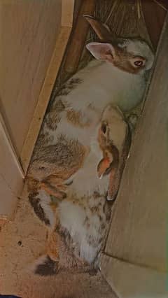 Cute rabbit pair ready for baby