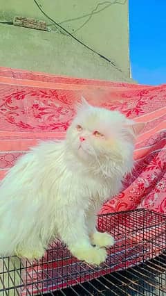 Punch Face Triple Codded Persian Male For Mating