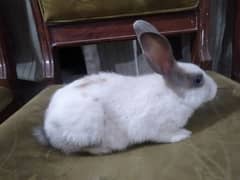 A pair of beautiful rabbits age 4 months full active 0