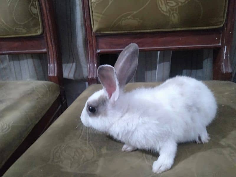 A pair of beautiful rabbits age 4 months full active 1