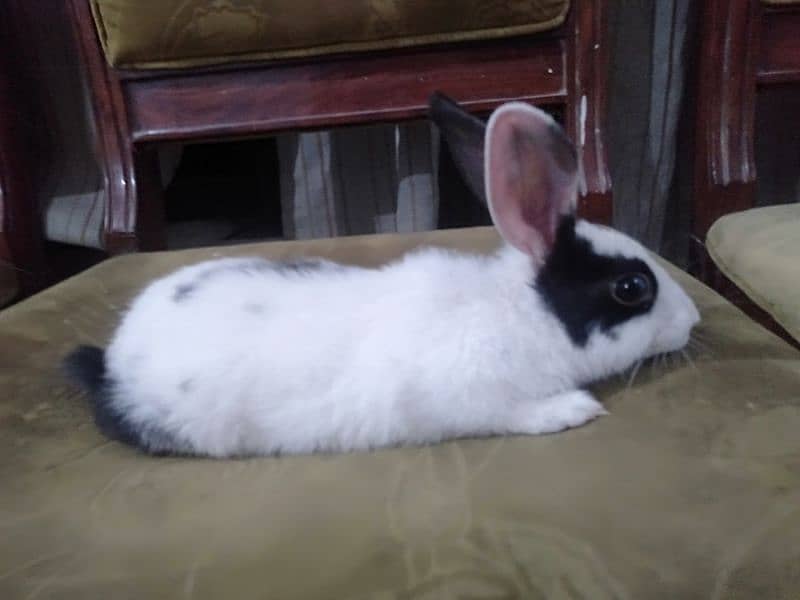 A pair of beautiful rabbits age 4 months full active 2