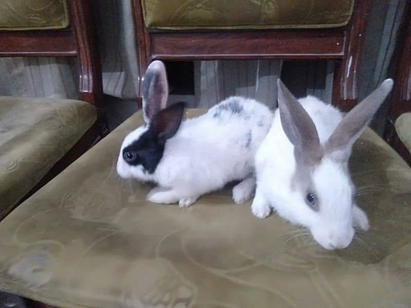 A pair of beautiful rabbits age 4 months full active 4