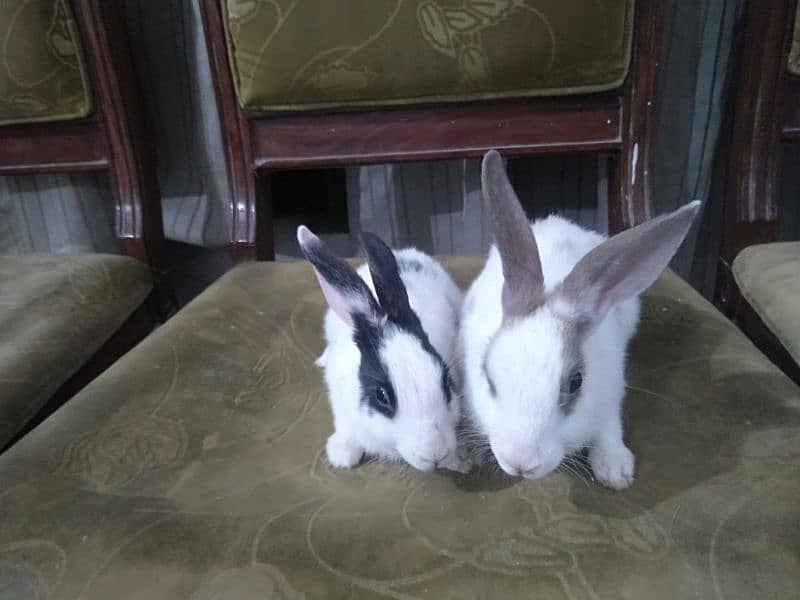 A pair of beautiful rabbits age 4 months full active 5