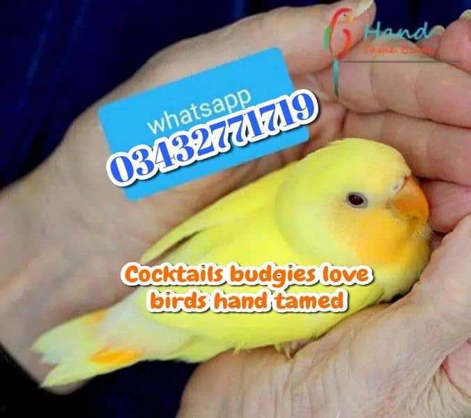 cocktails love birds budgies raw ringneck 0343-27717--19 9